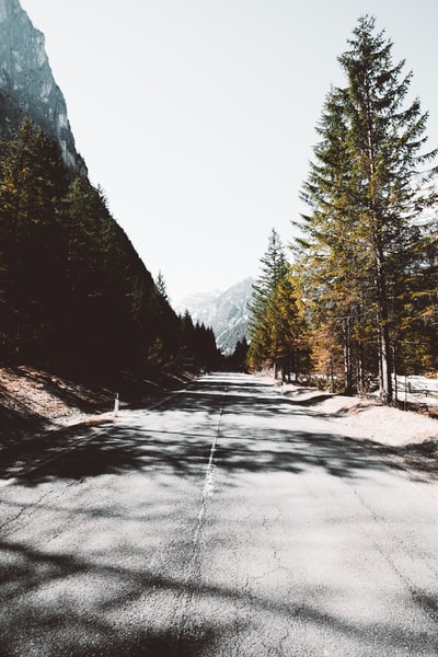 白天多云天空下的松树